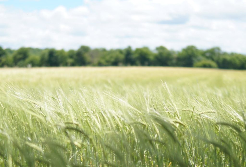 Large wheat field.